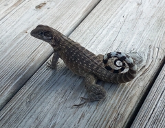 Leiocephalus carinatus