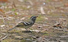 Mecocerculus stictopterus
