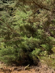 Cupressus lusitanica