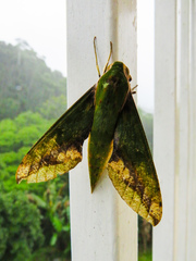 Xylophanes chiron