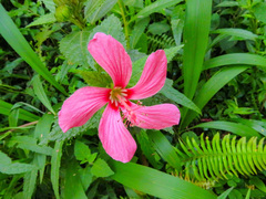 Pavonia angustipetala