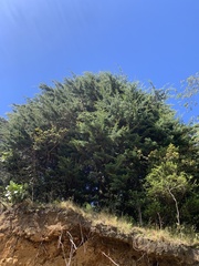 Cupressus lusitanica