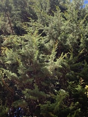Cupressus lusitanica
