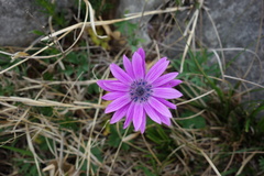 Anemone hortensis