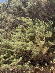 Cupressus lusitanica