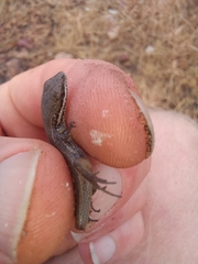 Trachylepis variegata