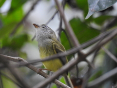 Oncostoma cinereigulare