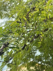 Tamarindus indica