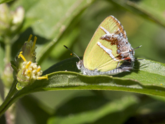 Chlorostrymon simaethis