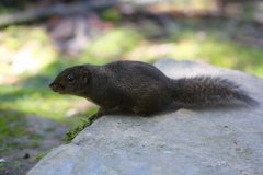 Sundasciurus everetti