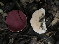 Phillipsia domingensis