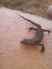 Trachylepis variegata