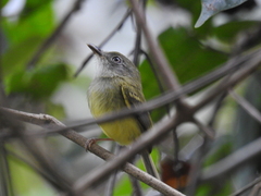 Oncostoma cinereigulare