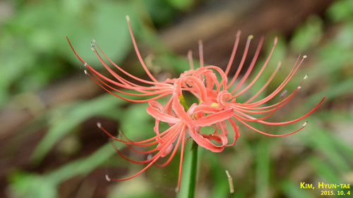 Lycoris radiata