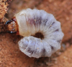 Phymatodes pusillus