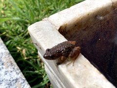 Pristimantis unistrigatus