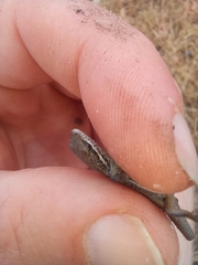 Trachylepis variegata