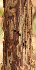 Phymatodes pusillus