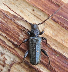 Phymatodes pusillus