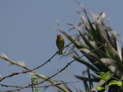 Setophaga petechia rufivertex