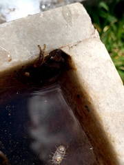 Pristimantis unistrigatus