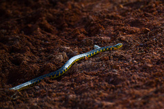 Fowlea flavipunctata