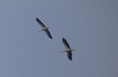 Ciconia ciconia