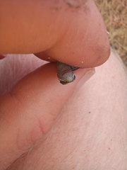 Trachylepis variegata