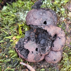 Hypoxylaceae