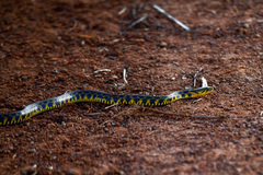 Fowlea flavipunctata