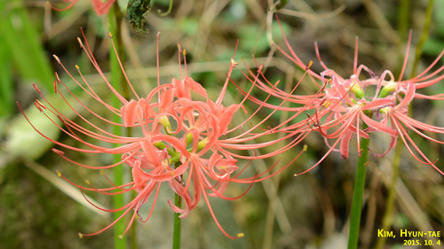 Lycoris radiata