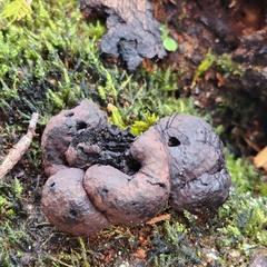 Hypoxylaceae