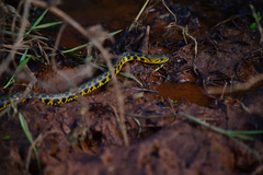 Fowlea flavipunctata