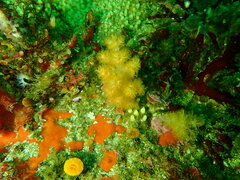 Eunephthya celata