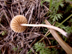 Galerina paludosa