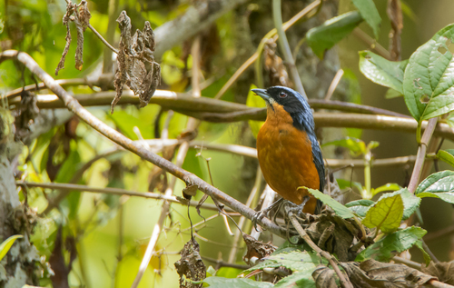 Chestnut-bellied Mountain Tanager (Dubusia castaneoventris), photo 6