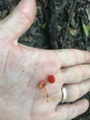 Hygrocybe minutula