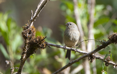 Catamenia