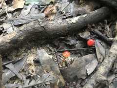 Hygrocybe minutula