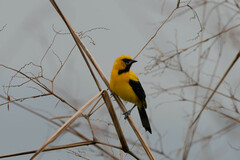 Icterus nigrogularis