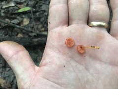 Hygrocybe minutula