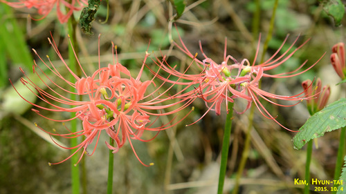 Lycoris radiata