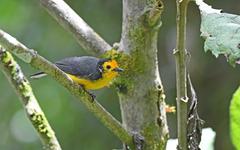 Myioborus ornatus