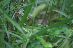 Hermeuptychia hermes