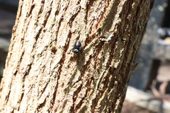 Zenodorus orbiculatus