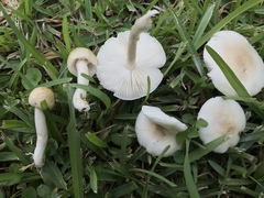 Zhuliangomyces subillinitus