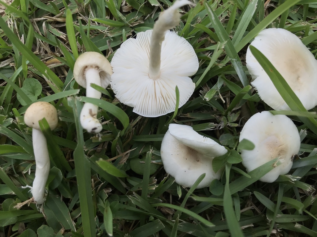 Zhuliangomyces subillinitus