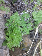 Myriopteris pringlei