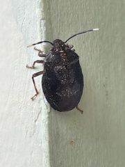 Antiteuchus