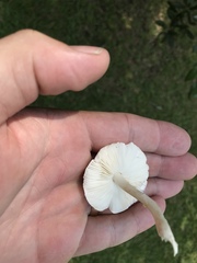 Zhuliangomyces subillinitus